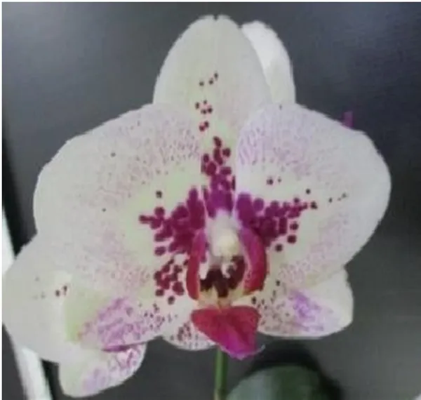 Phalaenopsis_seedlings_Large_Pink_Spot_(_p27-20_)_(White_With_Pink_Spot)